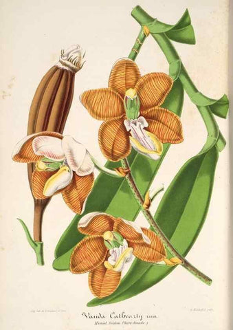 Reproducción/Reproduction 49686188131: L'Illustration horticole :. Gand, Belgium :Imprimerie et lithographie de F. et E. Gyselnyck,1854-1896.. 