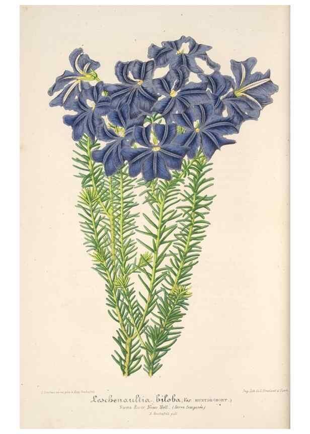 Reproducción/Reproduction 49685657183: L'Illustration horticole :. Gand, Belgium :Imprimerie et lithographie de F. et E. Gyselnyck,1854-1896.. 