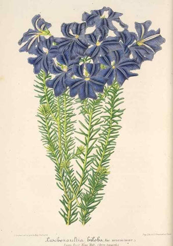 Reproducción/Reproduction 49685657183: L'Illustration horticole :. Gand, Belgium :Imprimerie et lithographie de F. et E. Gyselnyck,1854-1896.. 