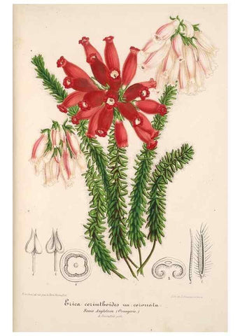 Reproducción/Reproduction 49685657383: L'Illustration horticole :. Gand, Belgium :Imprimerie et lithographie de F. et E. Gyselnyck,1854-1896.. 