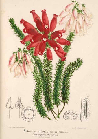 Reproducción/Reproduction 49685657383: L'Illustration horticole :. Gand, Belgium :Imprimerie et lithographie de F. et E. Gyselnyck,1854-1896.. 