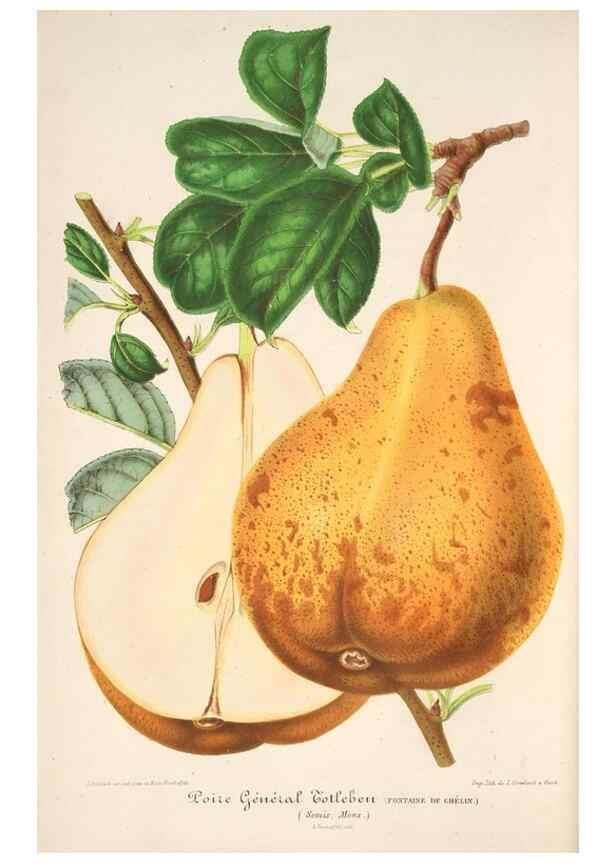Reproducción/Reproduction 49686188936: L'Illustration horticole :. Gand, Belgium :Imprimerie et lithographie de F. et E. Gyselnyck,1854-1896.. 