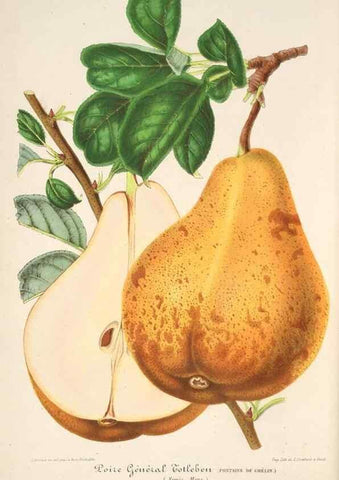 Reproducción/Reproduction 49686188936: L'Illustration horticole :. Gand, Belgium :Imprimerie et lithographie de F. et E. Gyselnyck,1854-1896.. 