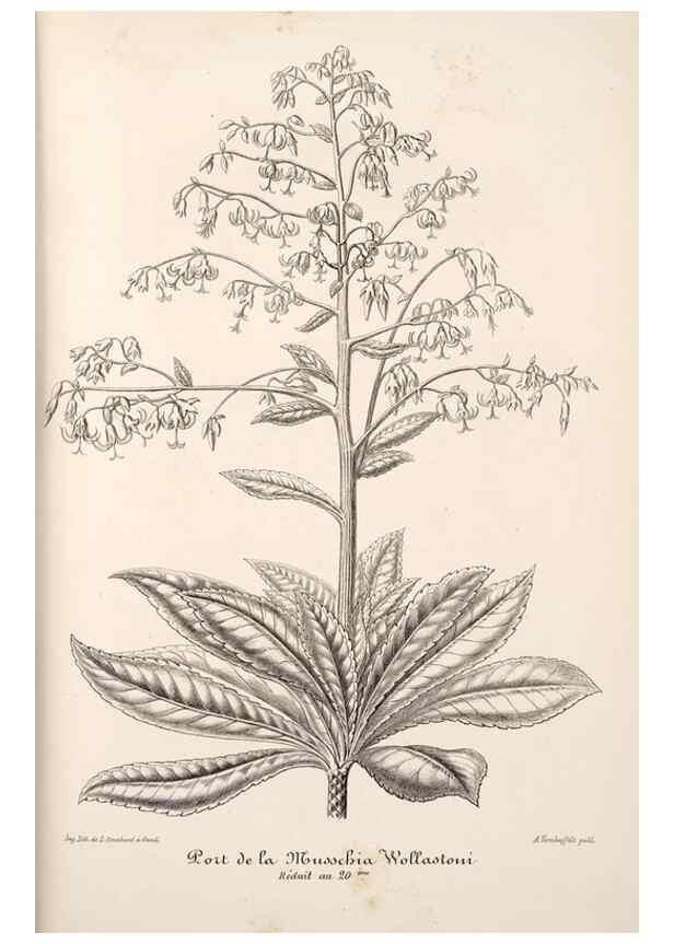 Reproducción/Reproduction 49685657943: L'Illustration horticole :. Gand, Belgium :Imprimerie et lithographie de F. et E. Gyselnyck,1854-1896.. 