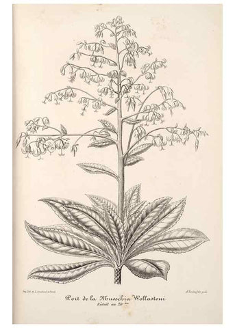 Reproducción/Reproduction 49685657943: L'Illustration horticole :. Gand, Belgium :Imprimerie et lithographie de F. et E. Gyselnyck,1854-1896.. 