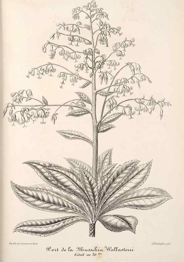 Reproducción/Reproduction 49685657943: L'Illustration horticole :. Gand, Belgium :Imprimerie et lithographie de F. et E. Gyselnyck,1854-1896.. 