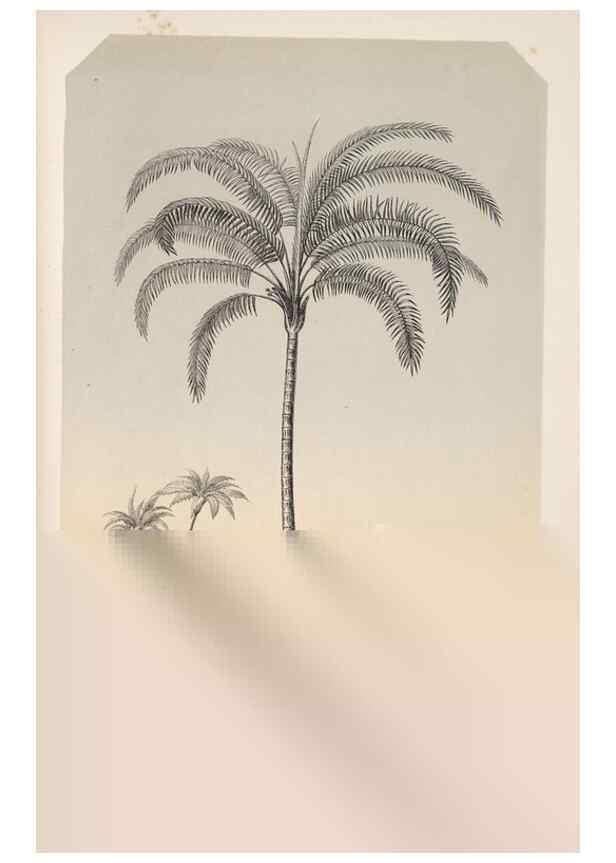 Reproducción/Reproduction 49686491862: L'Illustration horticole :. Gand, Belgium :Imprimerie et lithographie de F. et E. Gyselnyck,1854-1896.. 