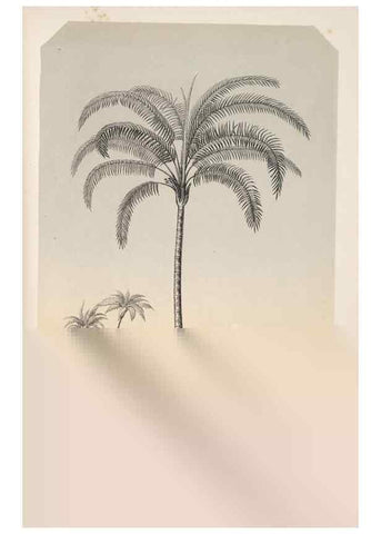 Reproducción/Reproduction 49686491862: L'Illustration horticole :. Gand, Belgium :Imprimerie et lithographie de F. et E. Gyselnyck,1854-1896.. 