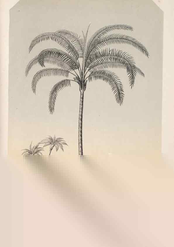 Reproducción/Reproduction 49686491862: L'Illustration horticole :. Gand, Belgium :Imprimerie et lithographie de F. et E. Gyselnyck,1854-1896.. 