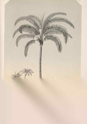 Reproducción/Reproduction 49686491862: L'Illustration horticole :. Gand, Belgium :Imprimerie et lithographie de F. et E. Gyselnyck,1854-1896.. 