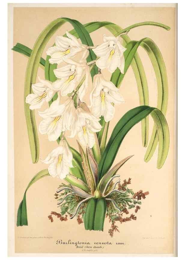 Reproducción/Reproduction 49685656958: L'Illustration horticole :. Gand, Belgium :Imprimerie et lithographie de F. et E. Gyselnyck,1854-1896.. 