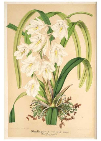 Reproducción/Reproduction 49685656958: L'Illustration horticole :. Gand, Belgium :Imprimerie et lithographie de F. et E. Gyselnyck,1854-1896.. 