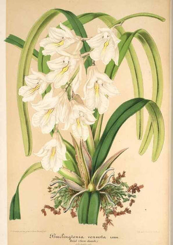 Reproducción/Reproduction 49685656958: L'Illustration horticole :. Gand, Belgium :Imprimerie et lithographie de F. et E. Gyselnyck,1854-1896.. 