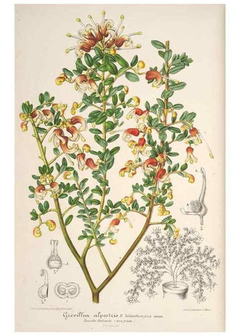 Reproducción/Reproduction 49686551007: L'Illustration horticole :. Gand, Belgium :Imprimerie et lithographie de F. et E. Gyselnyck,1854-1896.. 