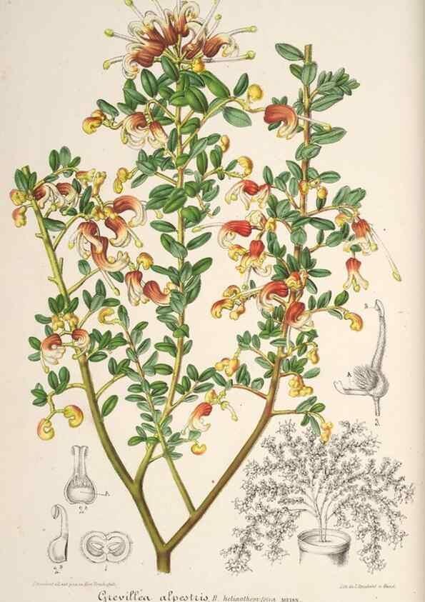 Reproducción/Reproduction 49686551007: L'Illustration horticole :. Gand, Belgium :Imprimerie et lithographie de F. et E. Gyselnyck,1854-1896.. 