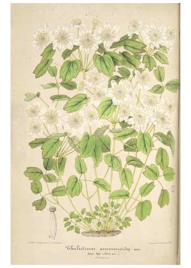 Reproducción/Reproduction 49685717838: L'Illustration horticole :. Gand, Belgium :Imprimerie et lithographie de F. et E. Gyselnyck,1854-1896.. 