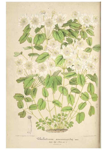 Reproducción/Reproduction 49685717838: L'Illustration horticole :. Gand, Belgium :Imprimerie et lithographie de F. et E. Gyselnyck,1854-1896.. 