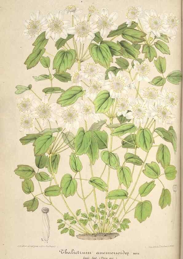 Reproducción/Reproduction 49685717838: L'Illustration horticole :. Gand, Belgium :Imprimerie et lithographie de F. et E. Gyselnyck,1854-1896.. 