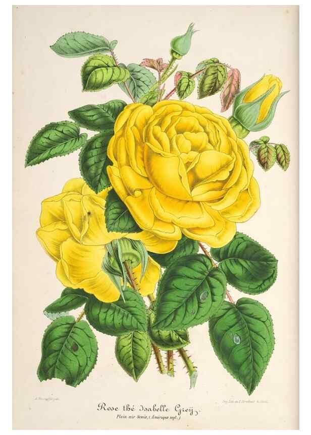 Reproducción/Reproduction 49686249216: L'Illustration horticole :. Gand, Belgium :Imprimerie et lithographie de F. et E. Gyselnyck,1854-1896.. 