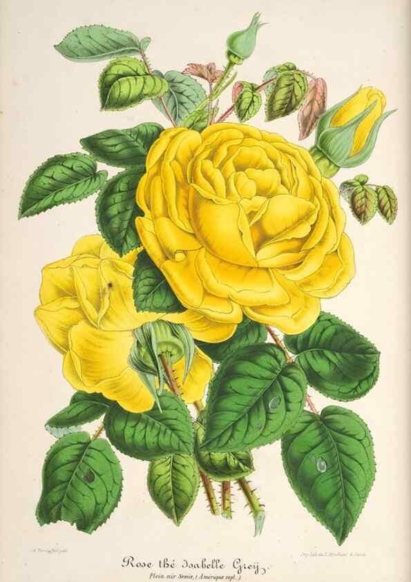 Reproducción/Reproduction 49686249216: L'Illustration horticole :. Gand, Belgium :Imprimerie et lithographie de F. et E. Gyselnyck,1854-1896.. 