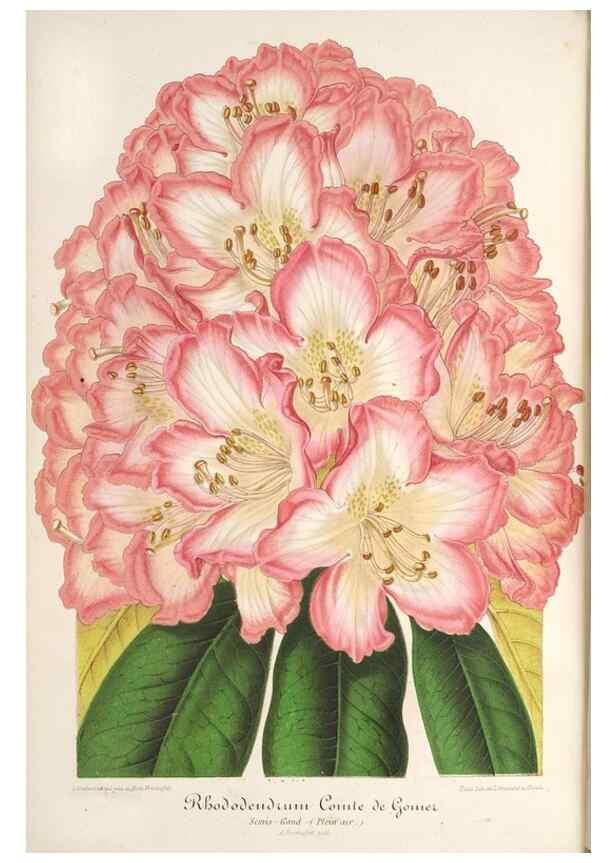Reproducción/Reproduction 49687157041: L'Illustration horticole :. Gand, Belgium :Imprimerie et lithographie de F. et E. Gyselnyck,1854-1896.. 