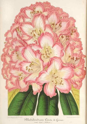 Reproducción/Reproduction 49687157041: L'Illustration horticole :. Gand, Belgium :Imprimerie et lithographie de F. et E. Gyselnyck,1854-1896.. 