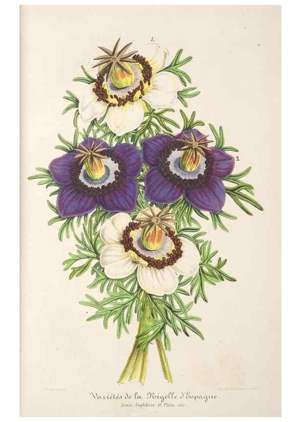 Reproducción/Reproduction 49687458987: L'Illustration horticole :. Gand, Belgium :Imprimerie et lithographie de F. et E. Gyselnyck,1854-1896.. 