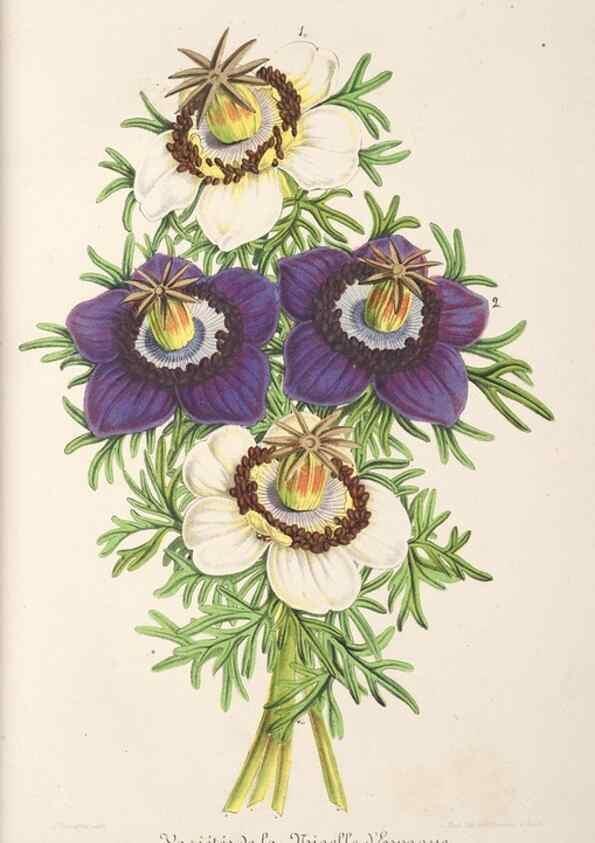 Reproducción/Reproduction 49687458987: L'Illustration horticole :. Gand, Belgium :Imprimerie et lithographie de F. et E. Gyselnyck,1854-1896.. 