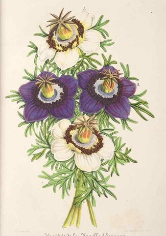 Reproducción/Reproduction 49687458987: L'Illustration horticole :. Gand, Belgium :Imprimerie et lithographie de F. et E. Gyselnyck,1854-1896.. 