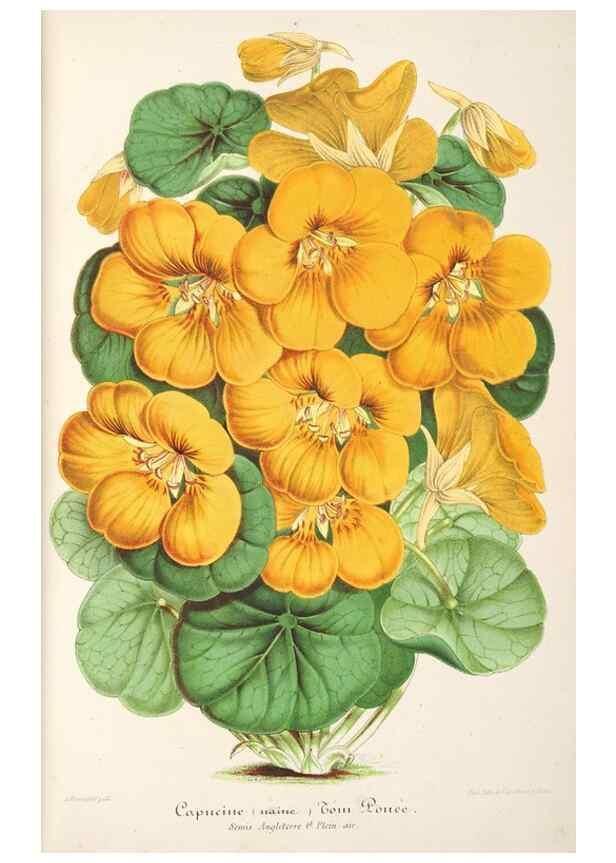 Reproducción/Reproduction 49686624218: L'Illustration horticole :. Gand, Belgium :Imprimerie et lithographie de F. et E. Gyselnyck,1854-1896.. 