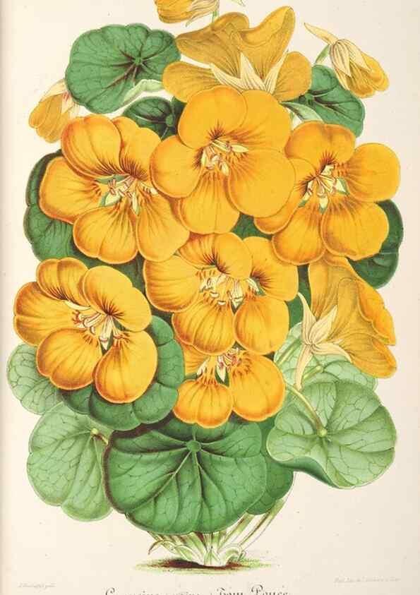 Reproducción/Reproduction 49686624218: L'Illustration horticole :. Gand, Belgium :Imprimerie et lithographie de F. et E. Gyselnyck,1854-1896.. 