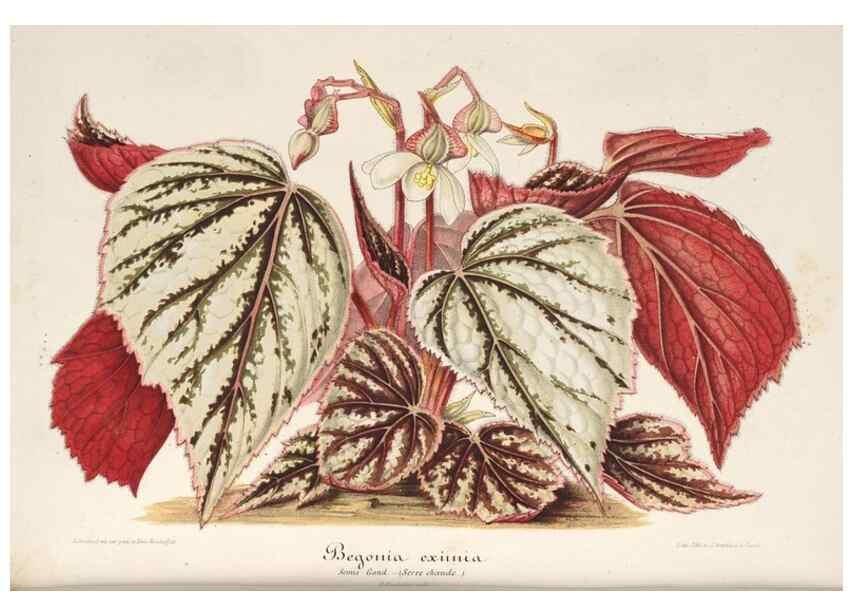 Reproducción/Reproduction 49687158126: L'Illustration horticole :. Gand, Belgium :Imprimerie et lithographie de F. et E. Gyselnyck,1854-1896.. 