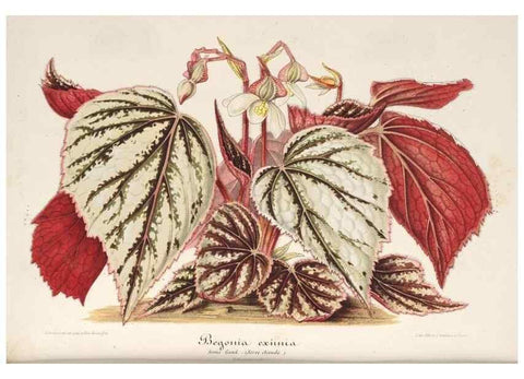 Reproducción/Reproduction 49687158126: L'Illustration horticole :. Gand, Belgium :Imprimerie et lithographie de F. et E. Gyselnyck,1854-1896.. 