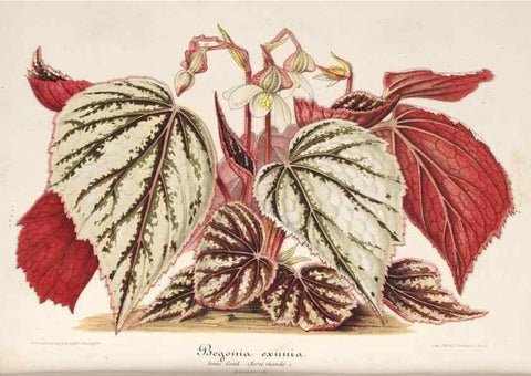 Reproducción/Reproduction 49687158126: L'Illustration horticole :. Gand, Belgium :Imprimerie et lithographie de F. et E. Gyselnyck,1854-1896.. 