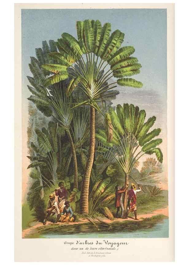 Reproducción/Reproduction 49687460082: L'Illustration horticole :. Gand, Belgium :Imprimerie et lithographie de F. et E. Gyselnyck,1854-1896.. 