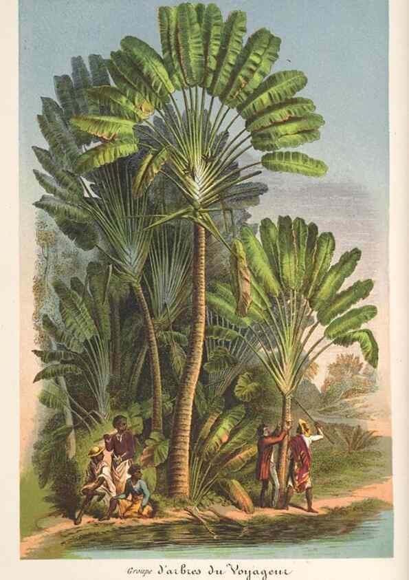 Reproducción/Reproduction 49687460082: L'Illustration horticole :. Gand, Belgium :Imprimerie et lithographie de F. et E. Gyselnyck,1854-1896.. 