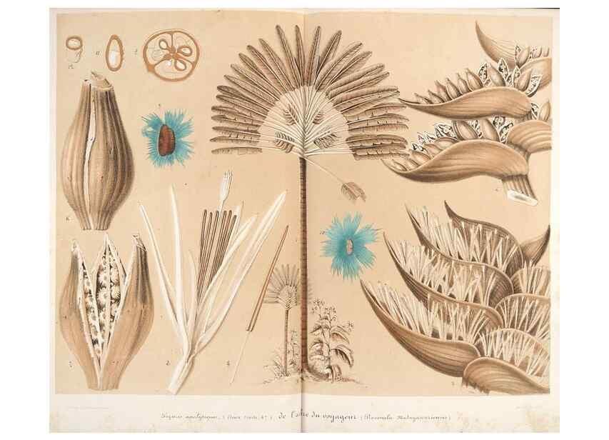 Reproducción/Reproduction 49686625158: L'Illustration horticole :. Gand, Belgium :Imprimerie et lithographie de F. et E. Gyselnyck,1854-1896.. 