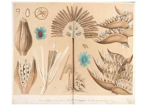 Reproducción/Reproduction 49686625158: L'Illustration horticole :. Gand, Belgium :Imprimerie et lithographie de F. et E. Gyselnyck,1854-1896.. 