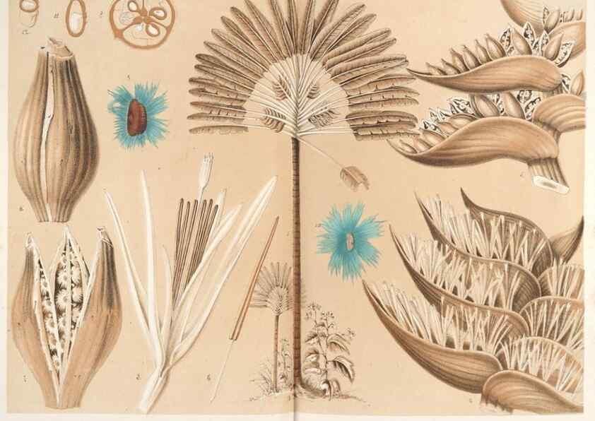 Reproducción/Reproduction 49686625158: L'Illustration horticole :. Gand, Belgium :Imprimerie et lithographie de F. et E. Gyselnyck,1854-1896.. 