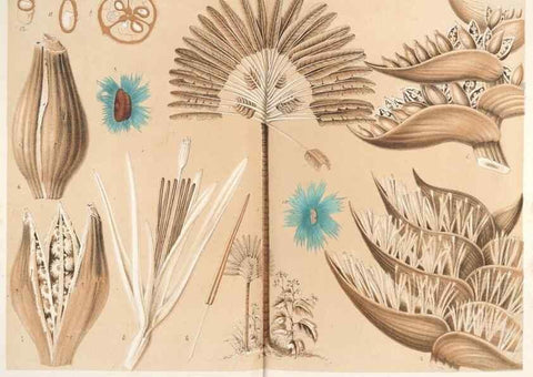 Reproducción/Reproduction 49686625158: L'Illustration horticole :. Gand, Belgium :Imprimerie et lithographie de F. et E. Gyselnyck,1854-1896.. 