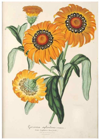 Reproducción/Reproduction 49687460642: L'Illustration horticole :. Gand, Belgium :Imprimerie et lithographie de F. et E. Gyselnyck,1854-1896.. 