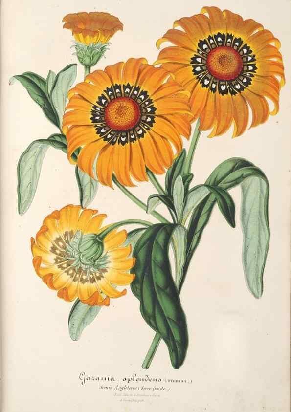 Reproducción/Reproduction 49687460642: L'Illustration horticole :. Gand, Belgium :Imprimerie et lithographie de F. et E. Gyselnyck,1854-1896.. 