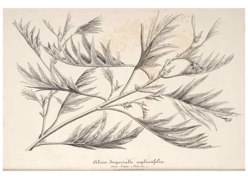 Reproducción/Reproduction 49686255036: L'Illustration horticole :. Gand, Belgium :Imprimerie et lithographie de F. et E. Gyselnyck,1854-1896.. 