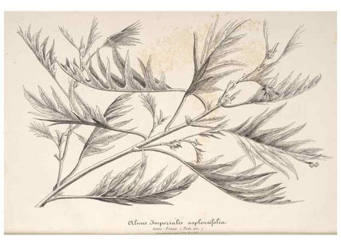 Reproducción/Reproduction 49686255036: L'Illustration horticole :. Gand, Belgium :Imprimerie et lithographie de F. et E. Gyselnyck,1854-1896.. 