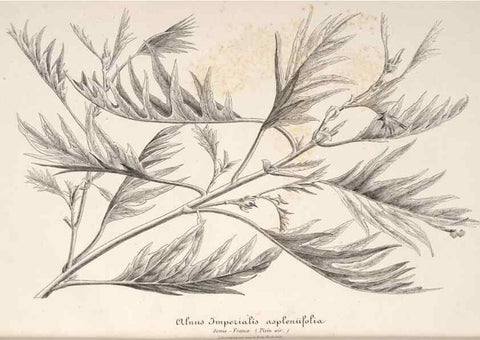 Reproducción/Reproduction 49686255036: L'Illustration horticole :. Gand, Belgium :Imprimerie et lithographie de F. et E. Gyselnyck,1854-1896.. 