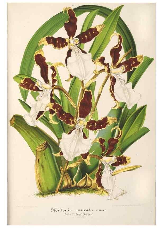 Reproducción/Reproduction 49687160266: L'Illustration horticole :. Gand, Belgium :Imprimerie et lithographie de F. et E. Gyselnyck,1854-1896.. 