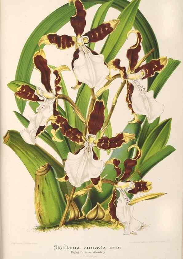 Reproducción/Reproduction 49687160266: L'Illustration horticole :. Gand, Belgium :Imprimerie et lithographie de F. et E. Gyselnyck,1854-1896.. 