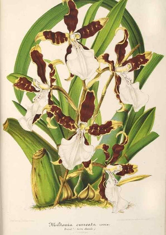 Reproducción/Reproduction 49687160266: L'Illustration horticole :. Gand, Belgium :Imprimerie et lithographie de F. et E. Gyselnyck,1854-1896.. 