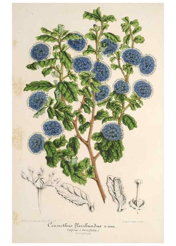 Reproducción/Reproduction 49686628083: L'Illustration horticole :. Gand, Belgium :Imprimerie et lithographie de F. et E. Gyselnyck,1854-1896.. 