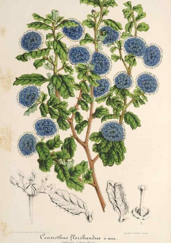 Reproducción/Reproduction 49686628083: L'Illustration horticole :. Gand, Belgium :Imprimerie et lithographie de F. et E. Gyselnyck,1854-1896.. 